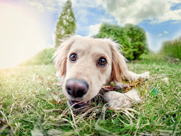 Це потрібно перевіряти, якщо вашому собаці багато років. П'ять основних пунктів