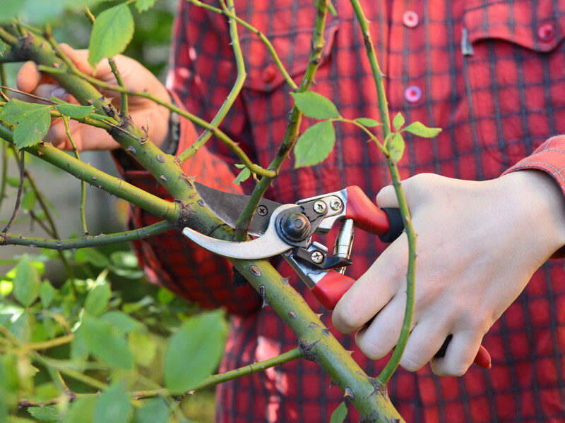 Это сигнализирует, что розы нужно обрезать. Советы от садоводов