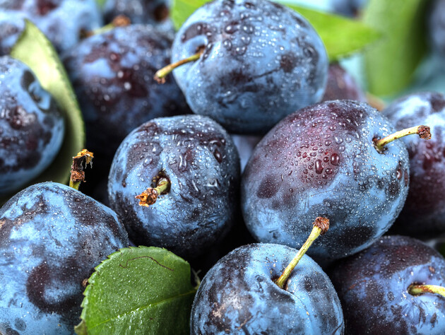 Не пропустіть сезон слив – три рецепти, які обов'язково потрібно приготувати