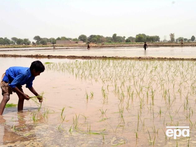 FT повідомила про ймовірний зрив укладання торговельної угоди Індії з ЄС. До чого тут рис басматі?