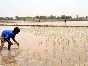 FT сообщила о возможном срыве заключения торгового соглашения Индии с ЕС. При чем здесь рис басмати?