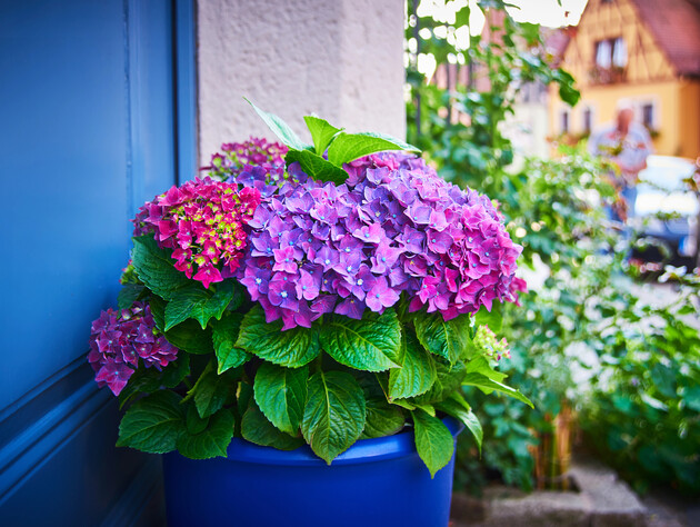 Робіть це, доки вона не скине листя. Як зберегти саджанці молодих гортензій узимку