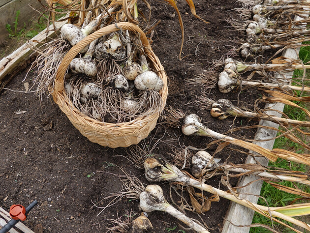 Только эти семь растений дадут щедрый урожай после чеснока. Огородники раскрыли секреты севооборота