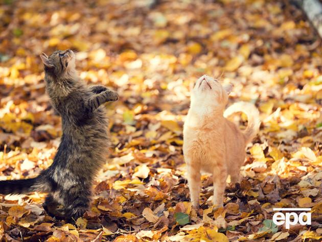 Синоптикиня розповіла, чи надовго в Україні похолодання і яка 