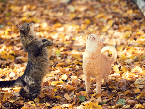 Синоптик рассказала, надолго ли в Украине похолодание и какой 