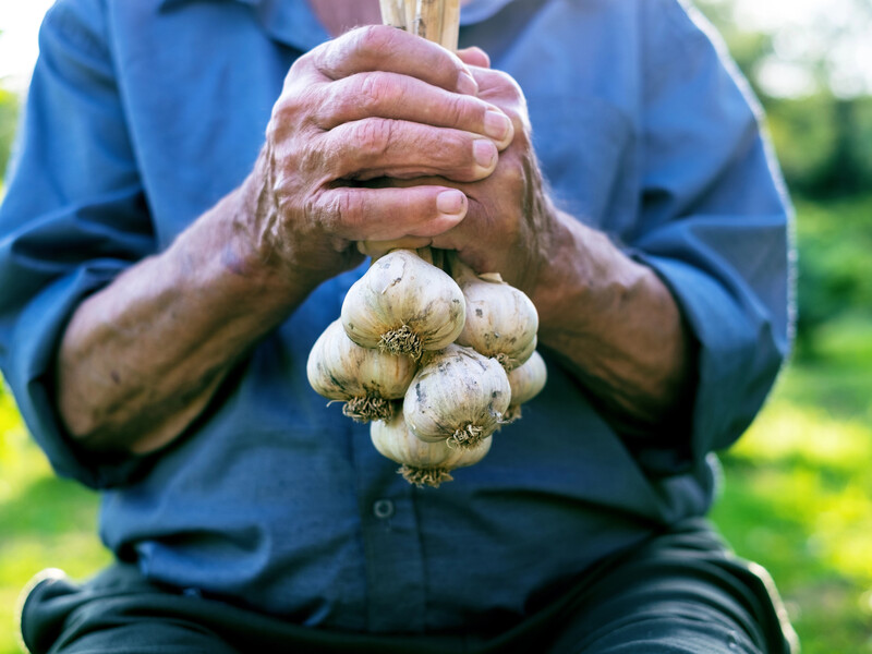 Как ни старайся, а озимый чеснок растет мелким? Пять ошибок, которые традиционно совершают огородники