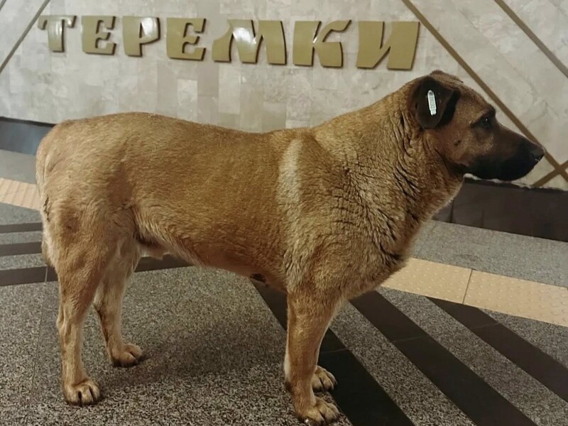 Скандал вокруг пса Миши из киевского метро. Что с ним произошло и вернется ли он на улицу?