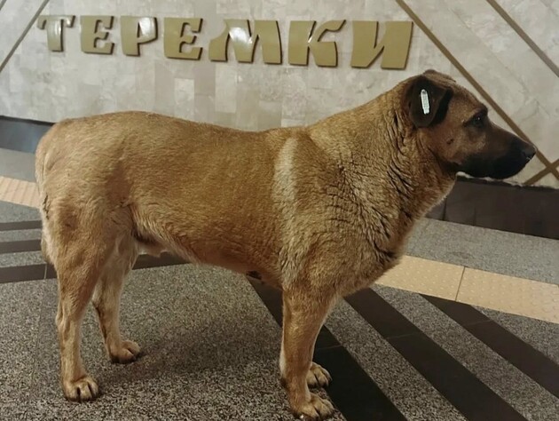 Скандал довкола собаки Міши з київського метро. Що з ним сталося й чи повернеться він на вулицю?