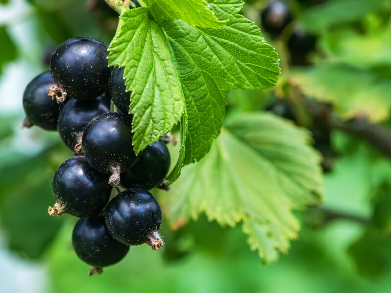 Огорчил небольшой урожай? Проверьте кислотность почвы с помощью смородины