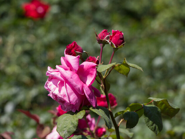 Зробіть це восени, щоб троянди не хворіли на сіру гниль. Названо три фунгіциди для профілактики