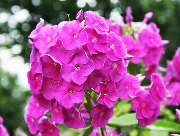 Флокси потішать пишним цвітінням тих, хто дізнається ці три секрети догляду