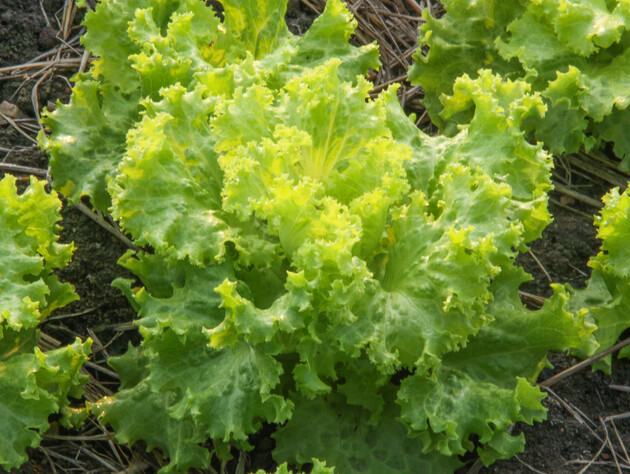 После сентябрьского дождя посейте на огороде эти культуры, чтобы получить урожай еще до зимы