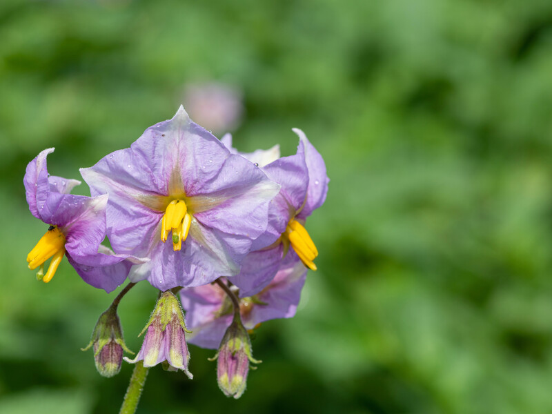 Картошка истощила землю – что сажать дальше?