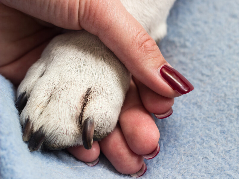 "Язык на сторону, пена, кровь". На территории больницы в Виннице массово травили и избивали собак – зоозащитники