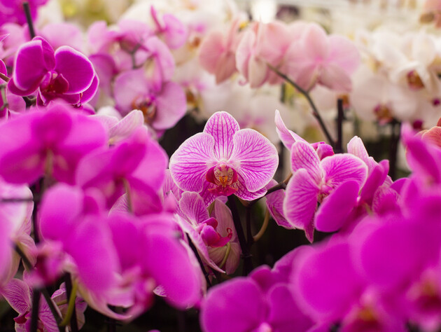 Как часто поливать орхидею чесночным настоем? Важное правило