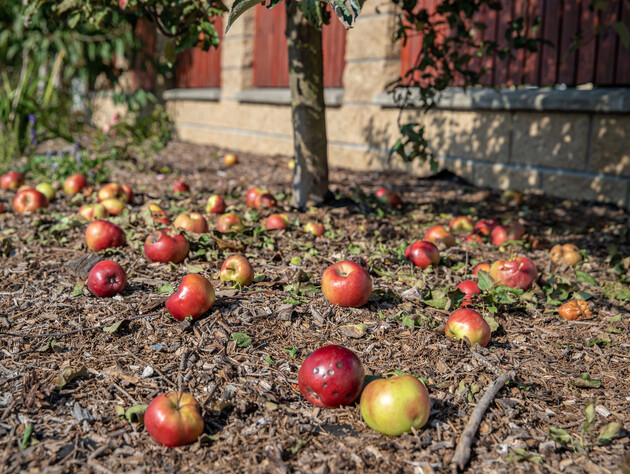 Ніколи не залишайте гнилих яблук у саду. Як часто й навіщо їх прибирати