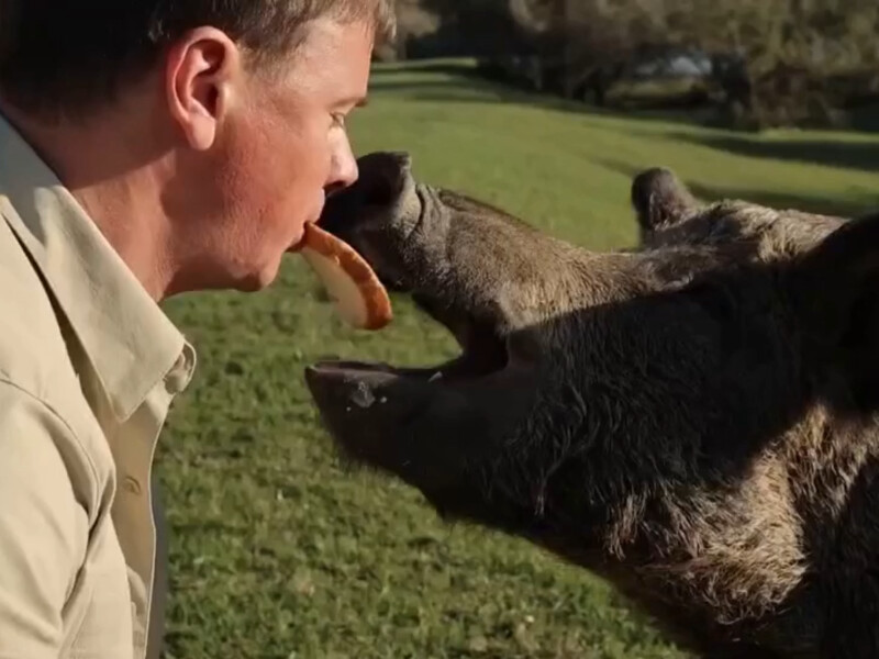 Комаров упритул наблизився до величезного кабана. Навіщо йому ця небезпечна близькість