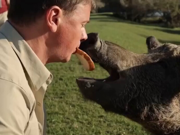 Комаров упритул наблизився до величезного кабана. Навіщо йому ця небезпечна близькість