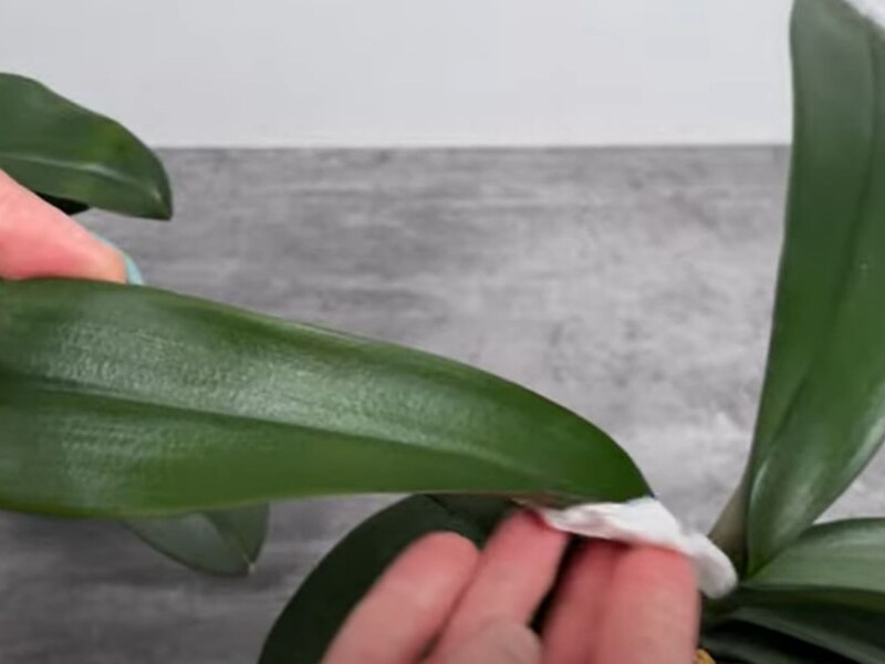 Протирайте этим листья орхидеи раз в две недели – и она активно будет формировать новые цветоносы