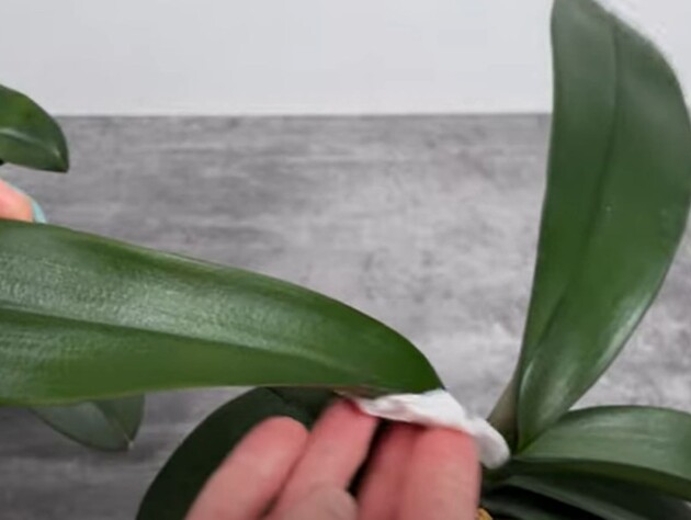Протирайте этим листья орхидеи раз в две недели – и она активно будет формировать новые цветоносы