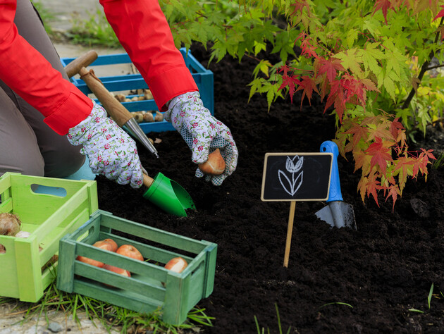 Вот когда нужно высаживать тюльпаны, чтобы радоваться весной роскошным цветам