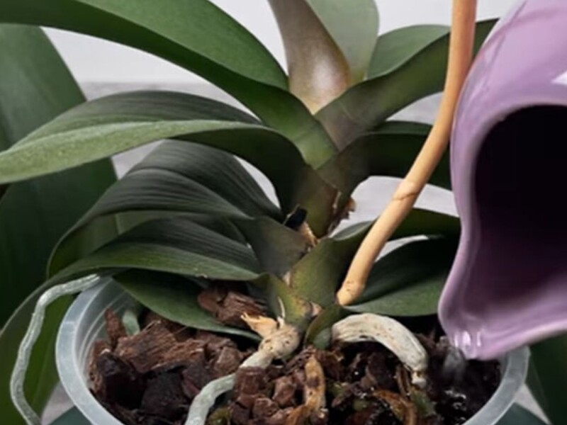 Приготовьте для орхидеи этот настой – и она отблагодарит пышным цветением. Рецепт подкормки без химии