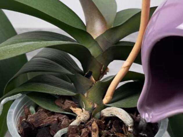 Приготовьте для орхидеи этот настой – и она отблагодарит пышным цветением. Рецепт подкормки без химии