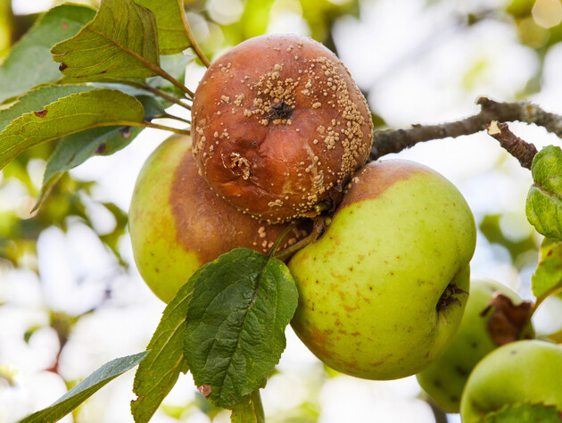 Восени обробіть цим сад – і наступного року не втратите врожай через паршу й плодову гниль