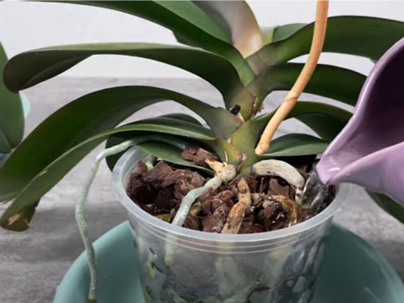 Поливайте цим орхідею раз на місяць – і вона активно формуватиме квітконоси. Рецепт без хімії