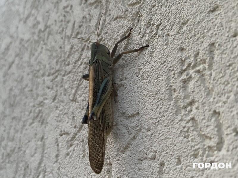 Сарана вже відкладає яйця у ґрунт. Держпродспоживслужба попередила, коли шкідник повернеться