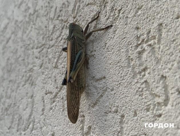 Саранча уже откладывает яйца в почву. Госпродпотребслужба предупредила, когда вредитель вернется