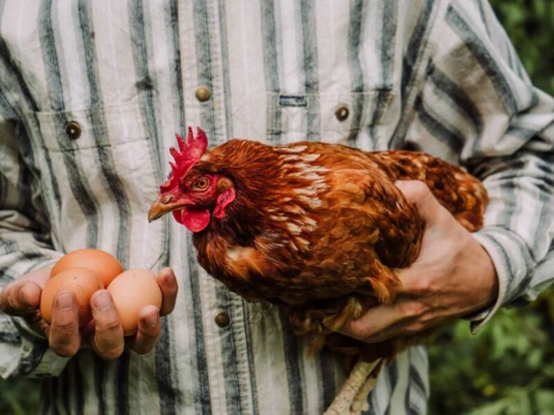 Залиште це в курнику – і яйця в домі будуть цілий рік. Досвідчені птахівники розповіли секретний трюк