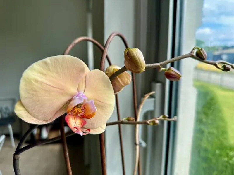 Благодаря этой хитрости орхидеи будут активно цвести и развиваться. Главный секрет – в регулярности