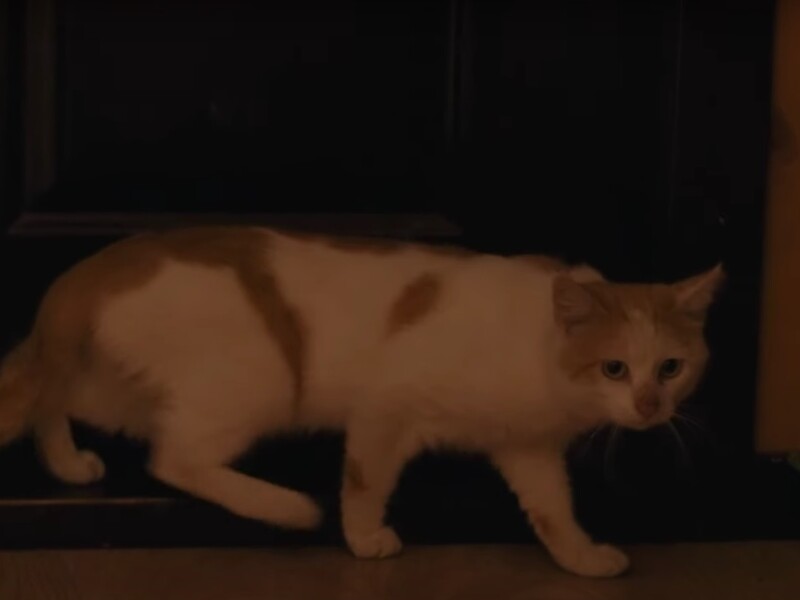 "Урятувати рядового Прапора". Вперше українські бійці робокомплексом евакуювали з передової кота. Відео