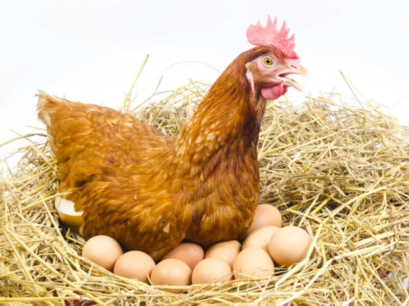 Растворите это в воде – и свежие яйца будут в доме каждый день. Курицы в восторге от этого лакомства