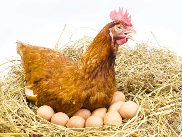 Растворите это в воде – и свежие яйца будут в доме каждый день. Курицы в восторге от этого лакомства