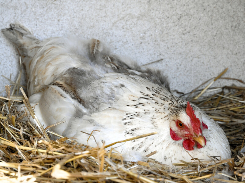 Кури добре нестимуться. Досвідчені фермери розповіли, у чому настоюють зерно для підгодівлі