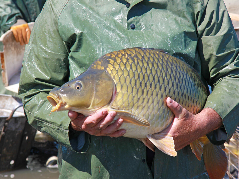 Как рыба устроила пожар в поле и ДТП на Рождество. Пять правдивых историй, которые звучат как выдумка