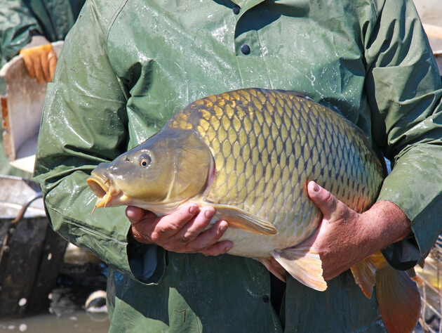 Как рыба устроила пожар в поле и ДТП на Рождество. Пять правдивых историй, которые звучат как выдумка