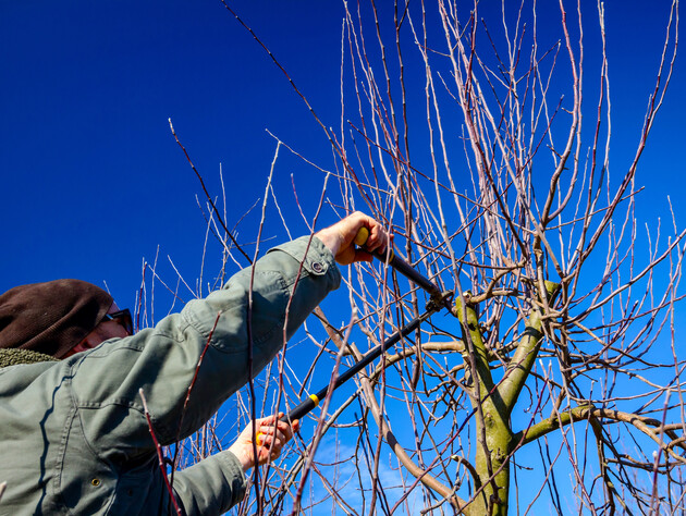 Не спешите с обрезкой этих деревьев, чтобы их не ослабить. Садоводы назвали правила ухода