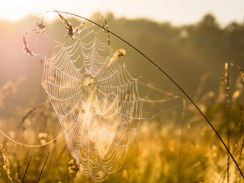 Коли буде бабине літо в Україні. Прогнози синоптиків