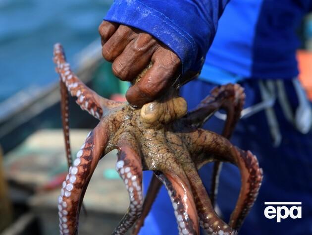 В Англии неожиданное вторжение осьминогов, 