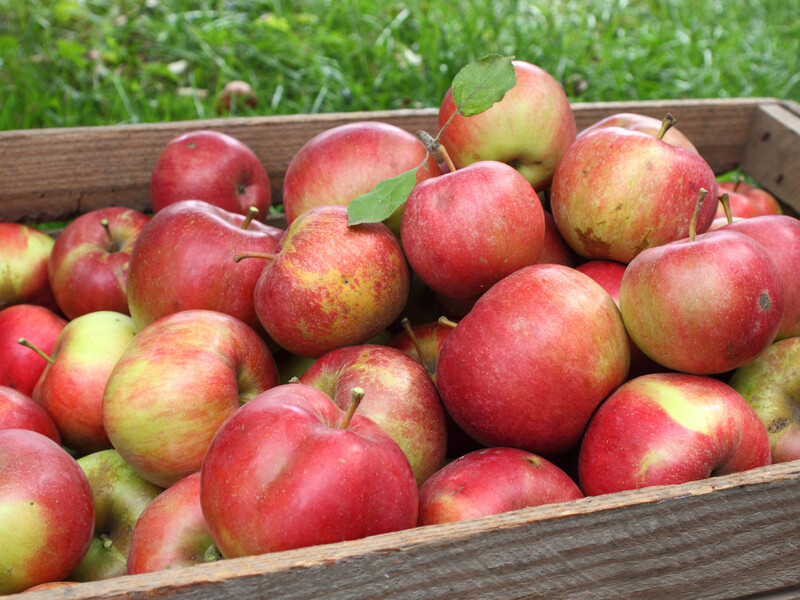 Заверните в это каждое яблоко – и они пролежат всю зиму в идеальном состоянии. Простой лайфхах