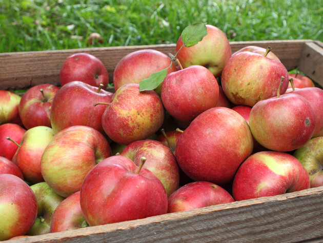 Загорніть у це кожне яблуко – і вони пролежать усю зиму в ідеальному стані. Простий лайфхах