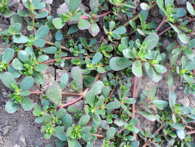 Портулак зникне з городу назавжди. П'ять найефективніших методів боротьби