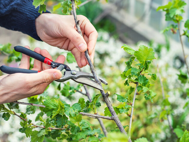 Урожайність смородини зросте на 30–50% після правильного обрізання куща. Досвідчені городники роблять так