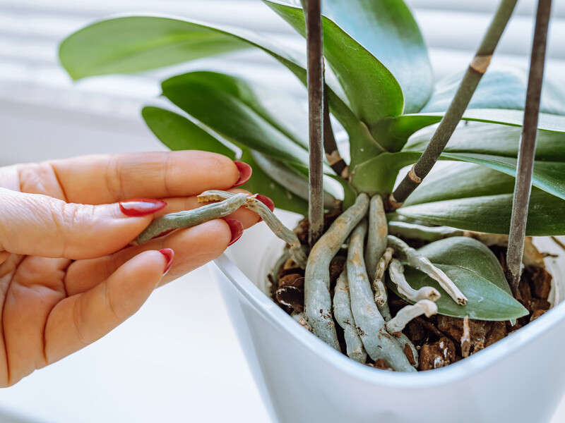 Усе, що потрібно для пишного цвітіння орхідеї, – це бюджетне добриво. Перевірений спосіб