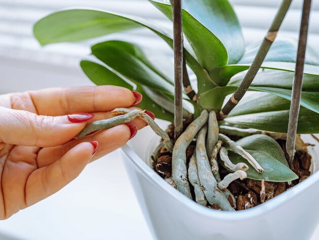 Усе, що потрібно для пишного цвітіння орхідеї, – це бюджетне добриво. Перевірений спосіб