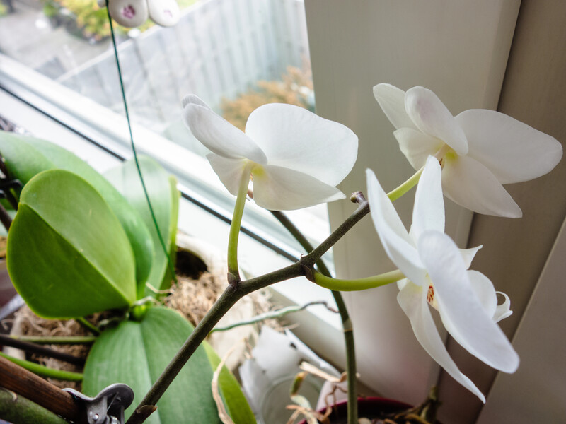 Залейте это кипятком – и получится невероятно целебный настой для ослабленной орхидеи