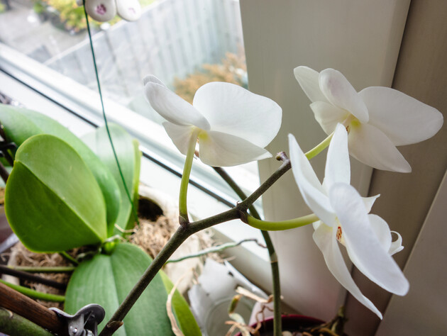 Залийте це окропом – і вийде неймовірно цілющий настій для ослабленої орхідеї